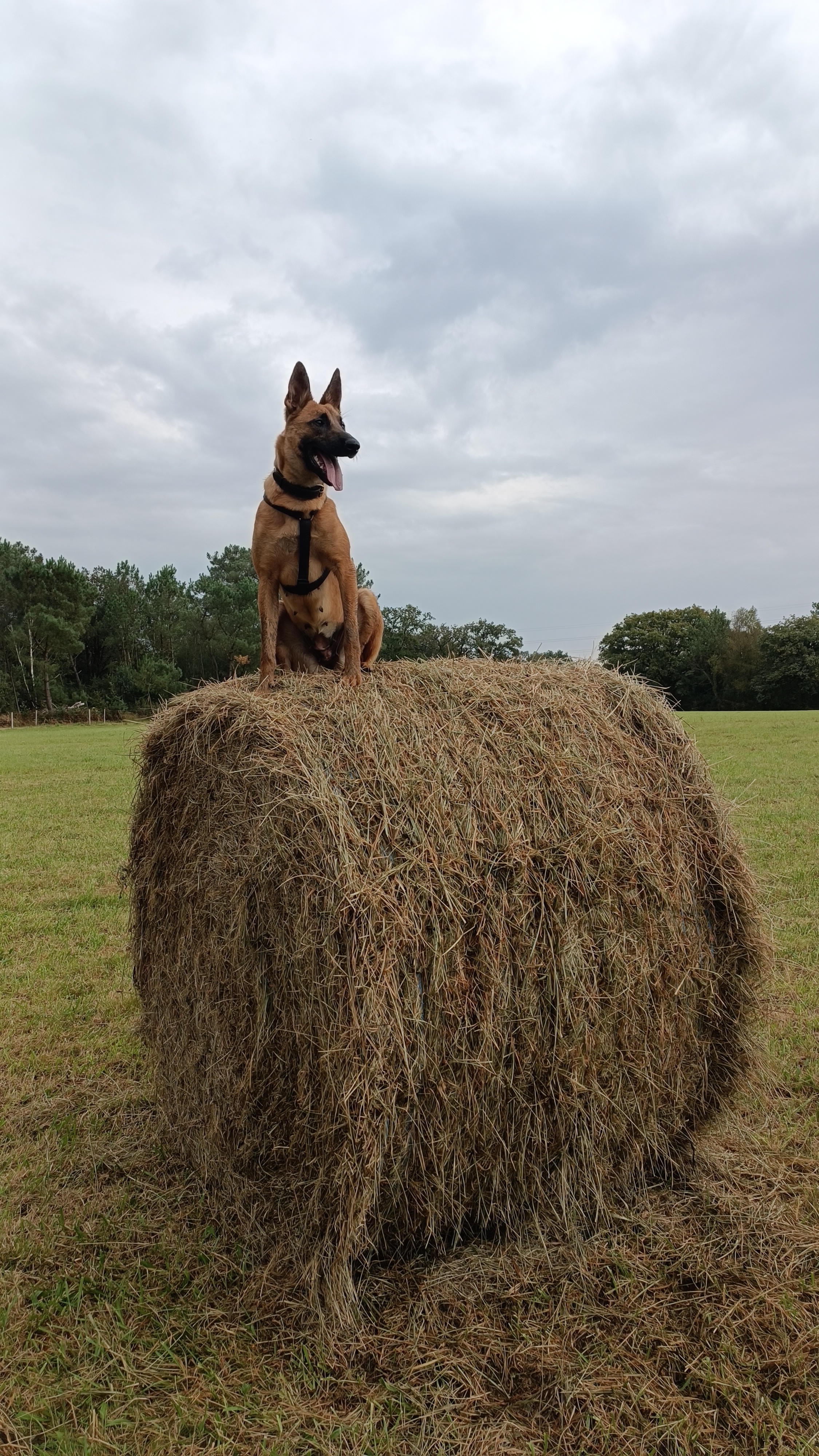 Chiens