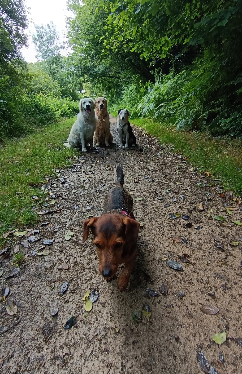 Chiens